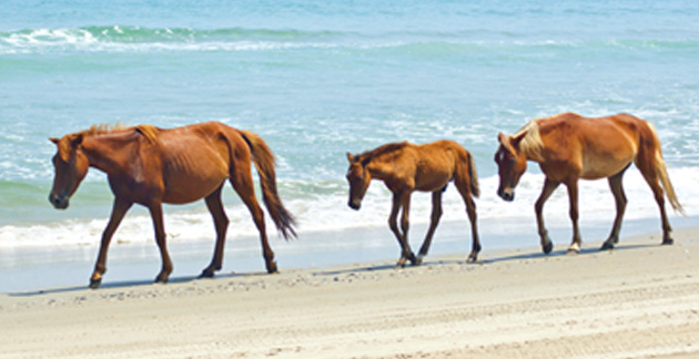 Assateague Island National Seashore at Ocean City