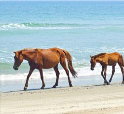 Assateague Island National Seashore